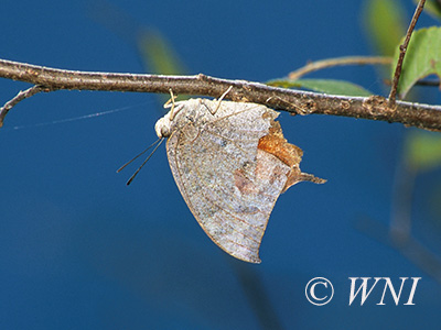 Tropical Leafwing (Anaea aidea)